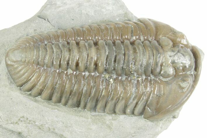 Prone Flexicalymene Trilobite - Mt Orab, Ohio #380317